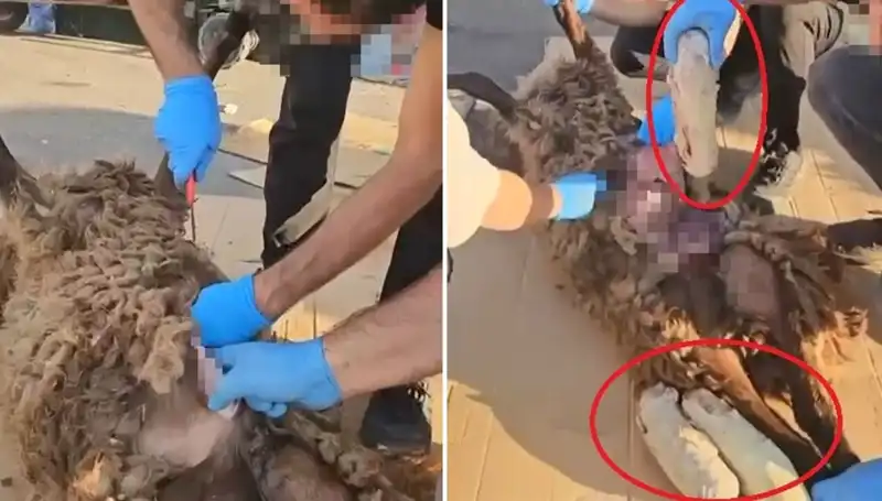 Zehir Tacirlerinin Son Oyununu Şoke Eden Olaya Ne Olacak?