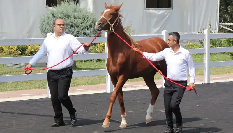 Taşkın Kral: Doğanın Gücüne Tanıklık Eden Rekorlarıyla Büyülüyor