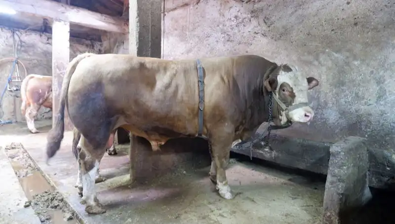 1 Ton 200 Kiloluk Eşya Alıcısını Buldu, Fiyatı Şaşırttı!