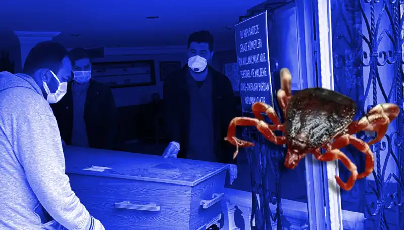 İstanbul'daki Keneler Zararsız Çıktı: Sağlık Riski Olmadığını Gösteren Araştırma