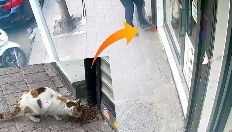: Kediler, Mamalarını Dağıtarak Sahiplerini Şaşırttı!