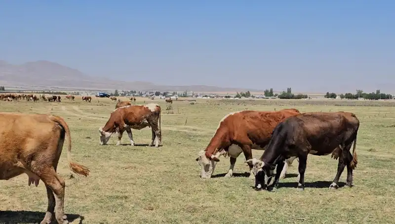 Arin Gölü Kurudu: Bölgedeki Su Krizi Tehlike Arttırıyor