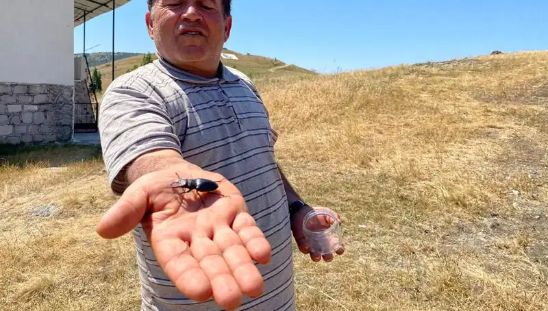Sivas’ta gördüğünüz bu böceği öldürmek, 557 bin TL’ye mal olabilir!