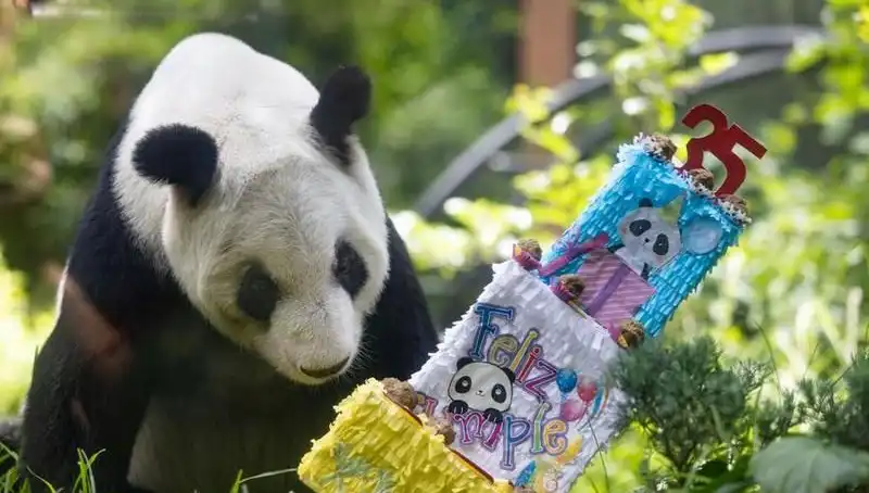 Dev Panda Xin Xin 35 Yaşında: Doğum Günü Kutlaması ve Anlamı