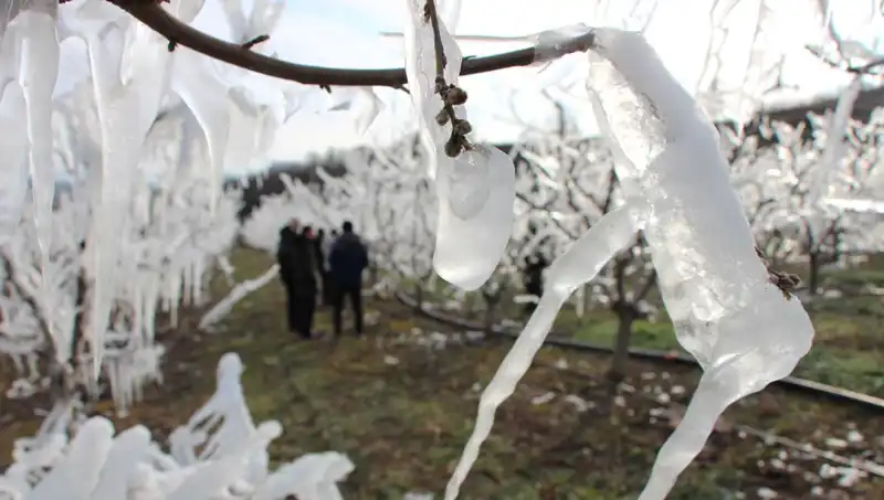 Soğuk Hava Şokunun Ardından Bahar Müjdesi: Ağaçlar Tomurcuklar Açıyor!