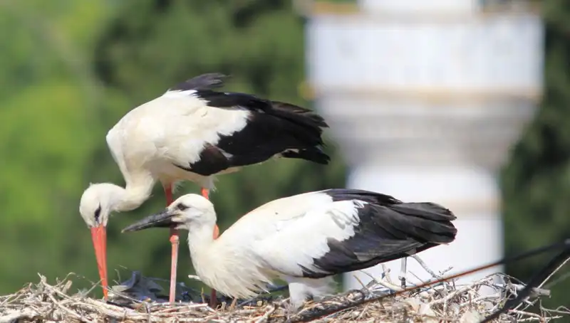Yaren Leyleği Kıskandıran Leylek Köyü: 8 Kat Fazla Yuva