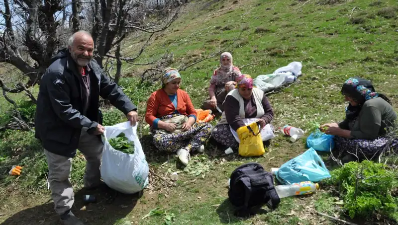 Yürüyerek Toplanan Mantar: Ailelerin Geçim Kaynağı Haline Geldi