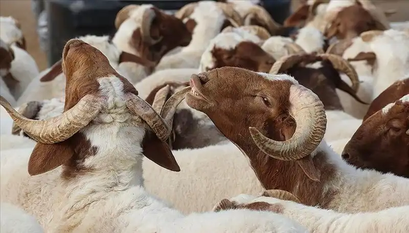 Akika Kurbanı Nedir? Kesim Zamanı ve Tüketimi Hakkında Bilmeniz Gerekenler