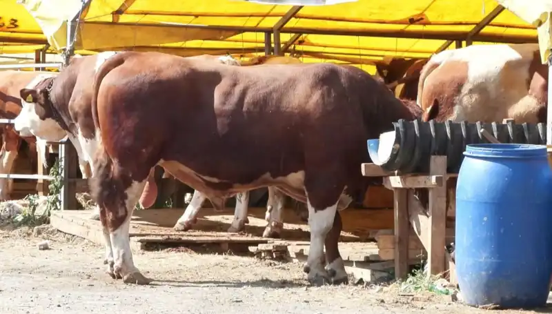 Kurban Pazarlarında Bu Yıl Harekete Geçen Trendler ve Fiyatlar